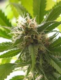 cannabis_flower