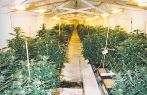 police_nyp_cannabis_farm